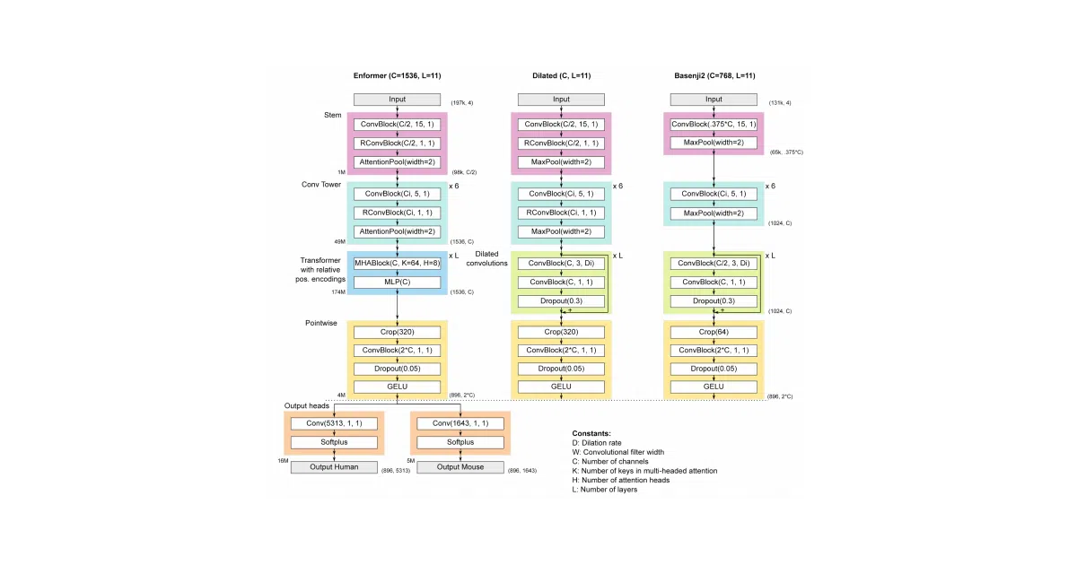 enformer-pytorch